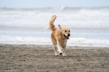 golden retriever on the beach
