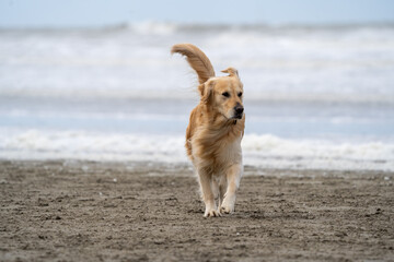 golden retriever on the beach
