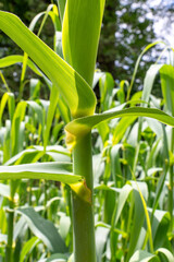 Close-up Giant reed Arundo donax plant, used in making reeds for oboes, clarinets, saxophones