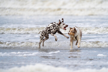 Dalmation dog at the beach enjoying the sun, playing in the sand at summertime