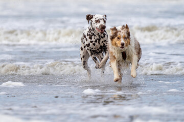 Dalmation dog at the beach enjoying the sun, playing in the sand at summertime