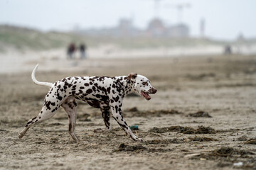 Dalmation dog at the beach enjoying the sun, playing in the sand at summertime