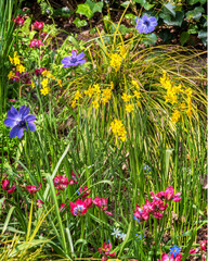 Field of narcissus anemones, and tulips in the Netherlands