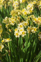Narcissus in the Netherlands. Spring landscape. Vertical photo