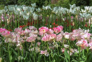 Exotic varieties of white-pink tulips in the Netherlands