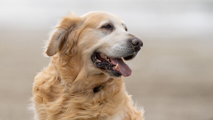 golden retriever on the beach
