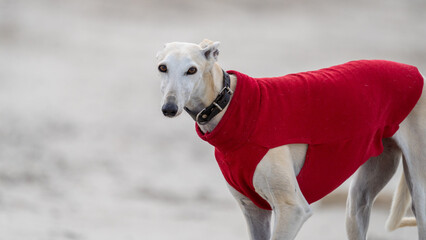 The English Greyhound, or simply the Greyhound dog,  at the beach enjoying the sun, playing in the...