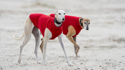The English Greyhound, or simply the Greyhound dog,  at the beach enjoying the sun, playing in the...