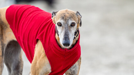 The English Greyhound, or simply the Greyhound dog,  at the beach enjoying the sun, playing in the...