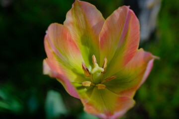 Tulip flower head close-up on a blurred background