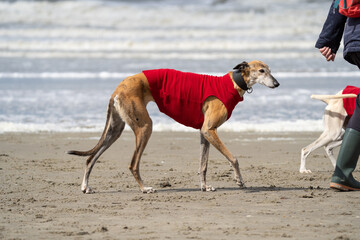 The English Greyhound, or simply the Greyhound dog,  at the beach enjoying the sun, playing in the...