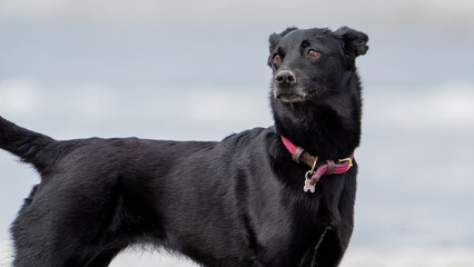 black dog on the beach having fun