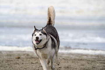 Husky malamute dog at the beach playing and running in the sand and water