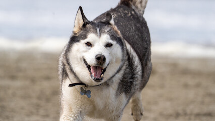 Husky malamute dog at the beach playing and running in the sand and water