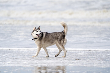 Husky malamute dog at the beach playing and running in the sand and water