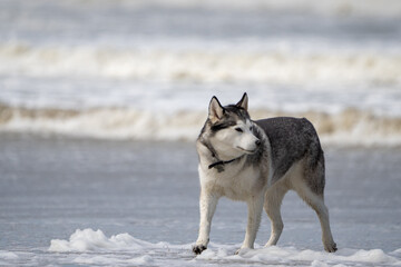 Husky malamute dog at the beach playing and running in the sand and water