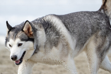 Husky malamute dog at the beach playing and running in the sand and water