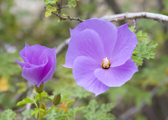 Alyogyne huegelii, a flowering plant found in the Southwest botanical province of Western Australia. Commonly named lilac hibiscus and blue hibiscus.