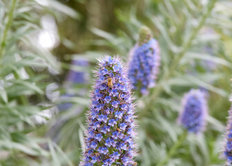 Echium candicans, the Pride of Madeira flowers blooming, one honey bee collecting pollen.