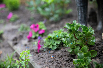 Plants grown in the ground, vegetable garden green grass, pink flowers