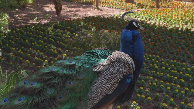A beautiful Peacock sitting on a wall in a flowery garden. San Anton Gardens, Malta