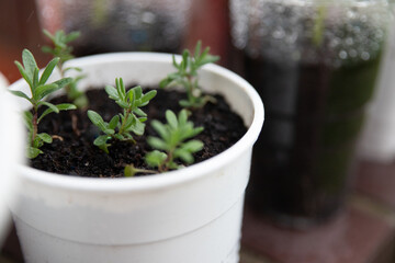 a small salted plant in the ground in a White Pot sitting in the garden seedlings