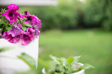 pink petunia flowers in a White pot against the background of green grass with the inscription vegetable garden summer