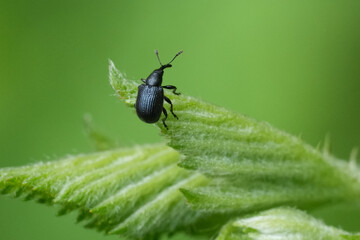 Closeup on a European miniature small dark weevil on a brambleberry leaf, Belgium.