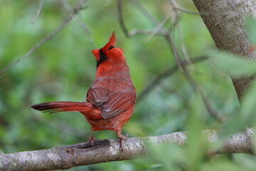 Rear view of a male northern cardinal