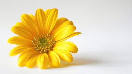 Obraz premium Yellow on a White Background in Isolation
