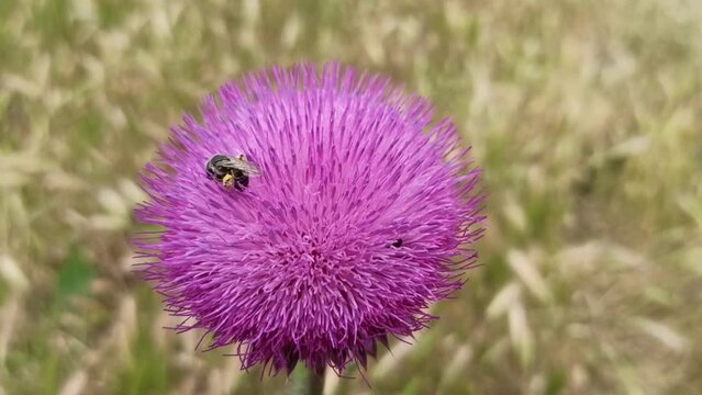 A bee on a purple thistle flower collects nectar. Carduus Nutans thistle flower on a green and yellow background in a field. Thistle in a field in summer 