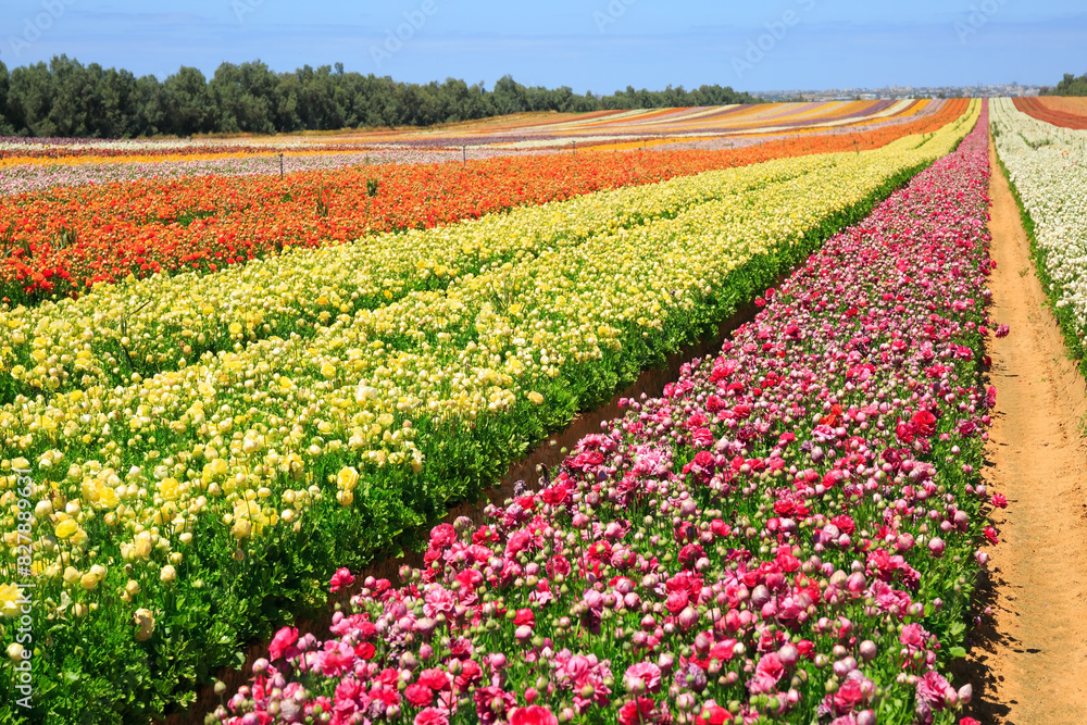 Sticker field of buttercups-ranunkulus