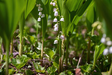 White lily of the valley flower in the forest.