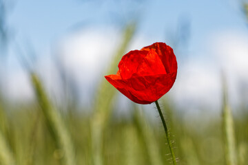 red poppy flower