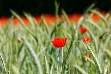 Obraz premium poppy in the field
