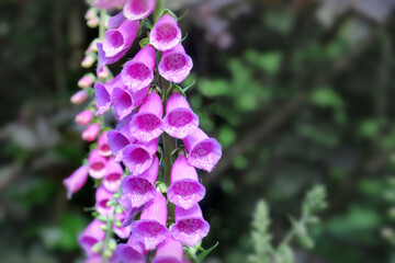 Digitalis purpurea - Roter Fingerhut . purple foxglove