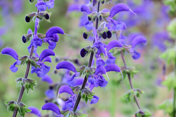 Wiesensalbei - Salvia pratensis - meadow sage
