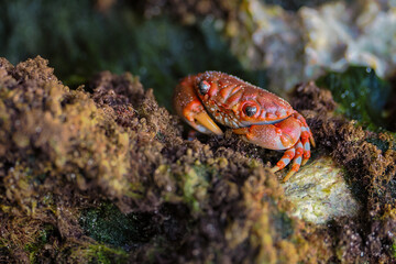 The red crab (Gecarcoidea natalis) is a species of land crab that is endemic to Christmas Island and the Cocos (Keeling) Islands in the Indian Ocean. Zanzibar	