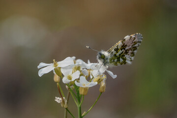 The Anthocharis cardamines butterfly is a species of diurnal butterfly from the Pieridae family. Easy to recognize, Gdansk, Poland, Pomeranian Voivodeship	