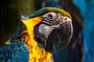 Ara ararauna, ararauna Ara ararauna - a species of large bird from the parrot family Psittacidae