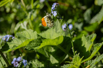 Orange Tip butterfly basking in the sun