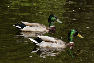 Obraz premium ducks in the water