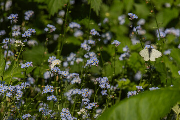 Butterfly on forget me not flowers