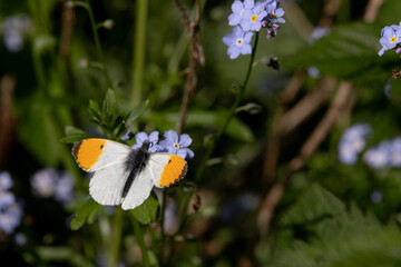 Orange Tip butterfly on a flower