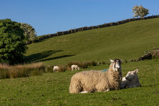 sheep and lambs