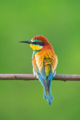Colorful bird on a branch