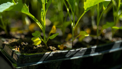 Flower seedling sprouts in black plastic pots. Gardening concept.
