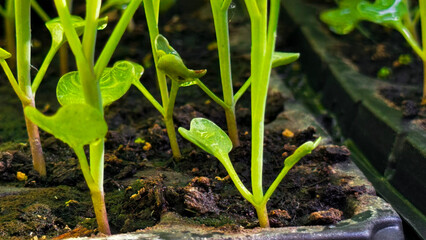 Flower seedling sprouts in black plastic pots. Gardening concept.
