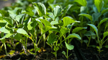 Flower seedling sprouts in black plastic pots. Gardening concept.
