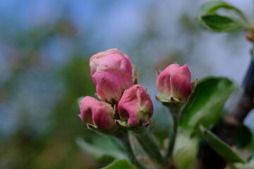Apple tree flowers buds close-up on a blurred background